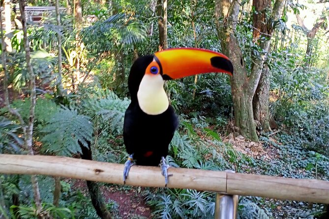 1 Day Private Tour of Brazilian and Argentine Waterfalls - Walking, weather, and what to carry