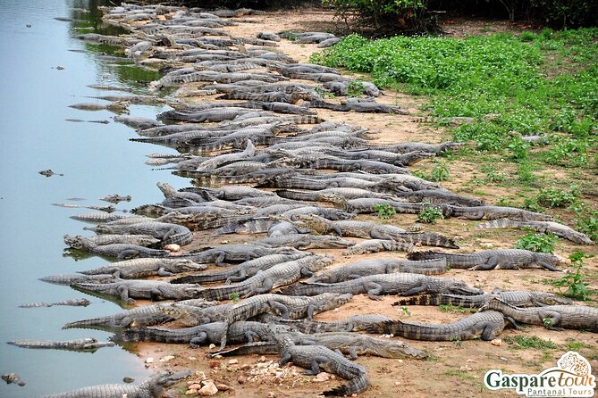2 Days and 1 Night Pantanal Eco Tour from Cuiabá - Why this short Pantanal tour works