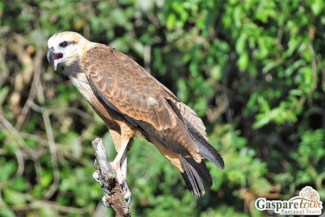 2 Days and 1 Night Pantanal Eco Tour from Cuiabá - The lodge: comfort after a long first day