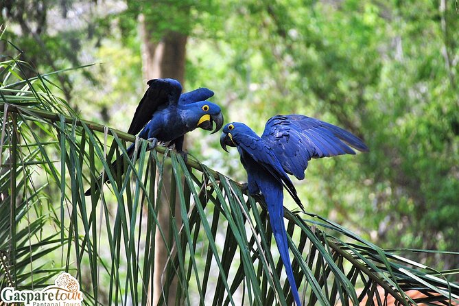 2 Days and 1 Night Pantanal Eco Tour from Cuiabá - What the praise tells you about the experience