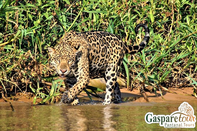 2 Days and 1 Night Pantanal Eco Tour from Cuiabá - The main tradeoffs before you pay