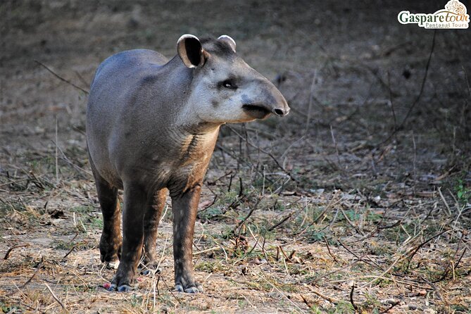 2 Days and 1 Night Pantanal Eco Tour from Cuiabá - Leaving Cuiabá for the Transpantaneira