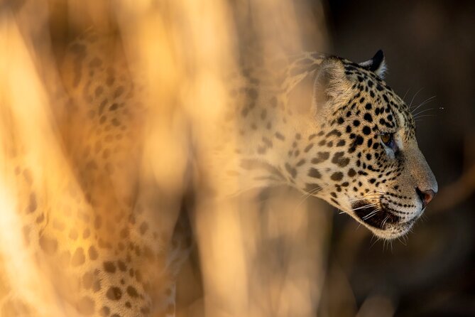 3-day Pantanal Wildlife Tour with accommodation- Departing from Cuiaba - Day three: one last outing, then Cuiabá