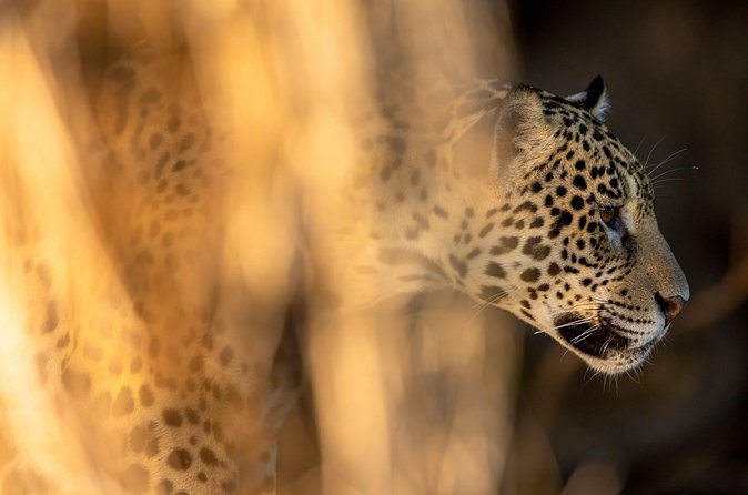 3-day Pantanal Wildlife Tour with accommodation- Departing from Cuiaba - Who will enjoy this trip most
