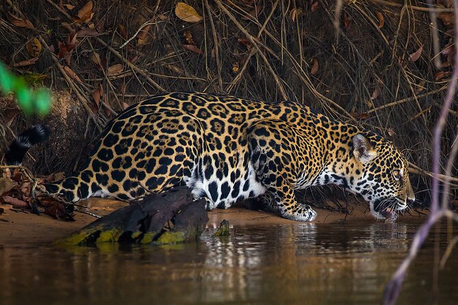 4-day Pantanal Tour with accommodation - Departing from Cuiaba - Key points before you book