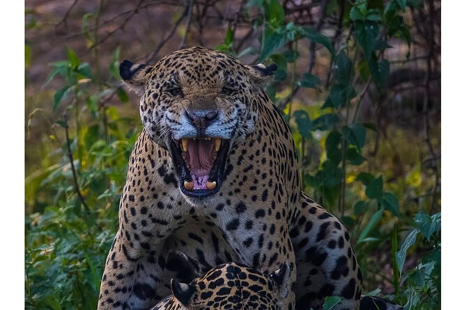 4-day Pantanal Tour with accommodation - Departing from Cuiaba - Day 1: Cuiabá to Poconé and the Transpantaneira