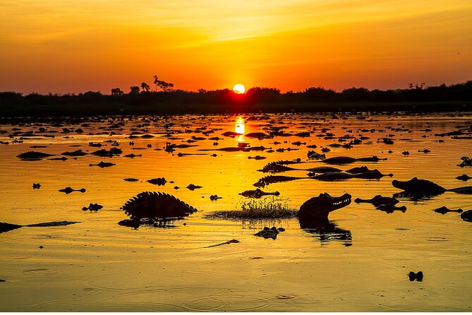 4-day Pantanal Tour with accommodation - Departing from Cuiaba - Day 4: One final wildlife outing, then back to Cuiabá