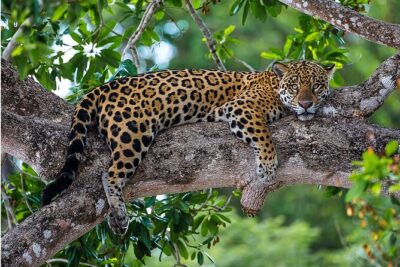 4-day Pantanal Tour with accommodation – Departing from Cuiaba