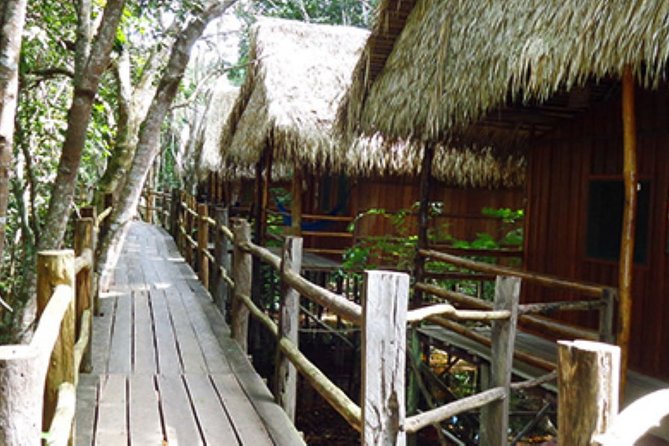 4-Days Unique Experience at Amazon Lodge, immersion on a Jungle Adventure - Day 2: Forest walks, birds, plants, and river life