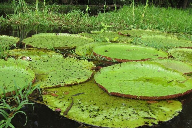 4-Days Unique Experience at Amazon Lodge, immersion on a Jungle Adventure - Group size, pace, and practical comfort