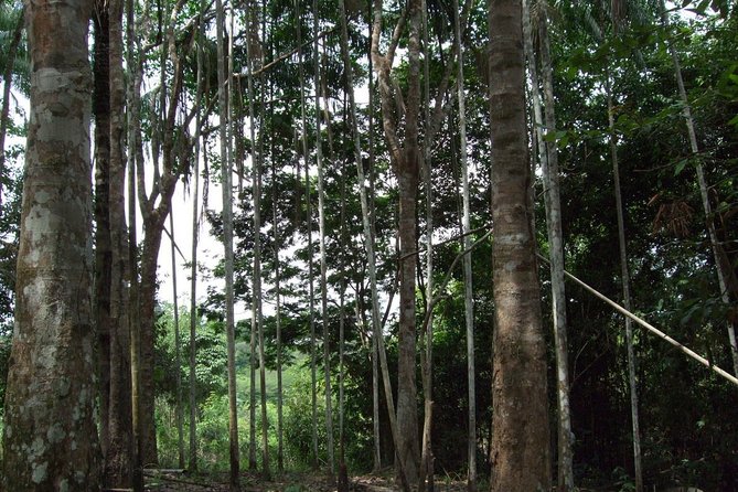 4-Days Unique Experience at Amazon Lodge, immersion on a Jungle Adventure - Day 1: From Manaus Airport to the Rio Negro lodge
