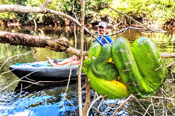 6-Day Guided Kayak Expedition in the Amazon - Day 5: Praia do Amigos and seasonal wildlife