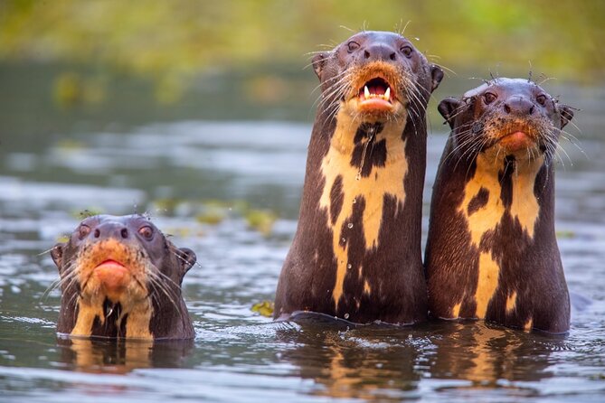 6 Days Pantanal and Jaguar Safari departing from Cuiaba - What a 10-hour boat day really feels like