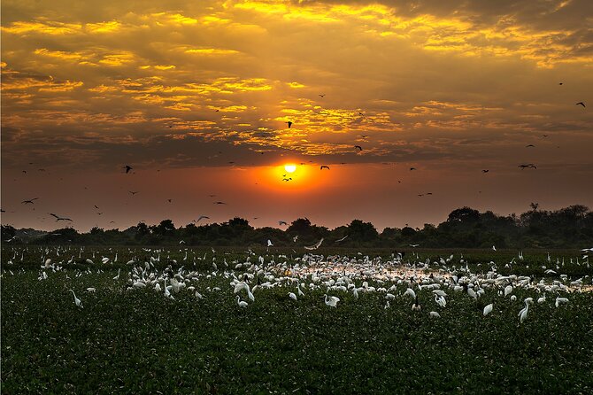 6 Days Pantanal and Jaguar Safari departing from Cuiaba - Tito, Ronaldo, and the small-group advantage