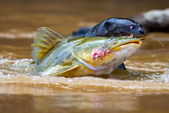 6 Days Pantanal and Jaguar Safari departing from Cuiaba - Who should book this Pantanal safari?