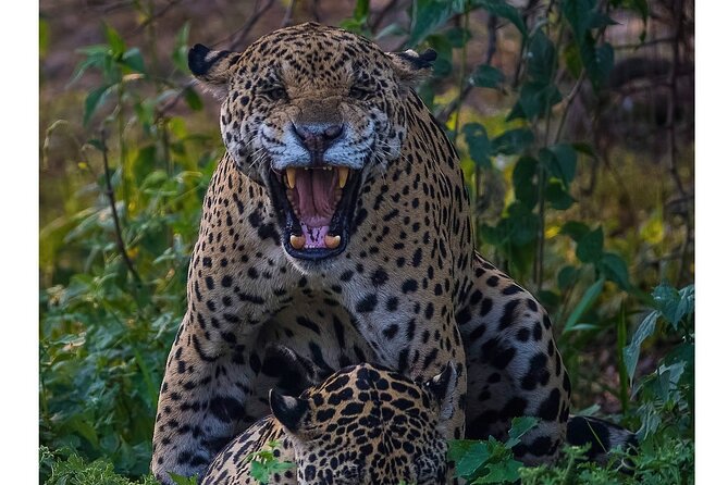 8 Days Jaguars and Pantanal Safari tour - Pouso Alegre on foot, by truck, and after dark