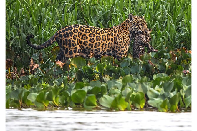 8 Days Jaguars and Pantanal Safari tour - The Transpantaneira highway and the road south