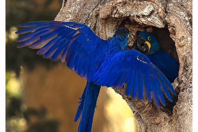 8 Days Jaguars and Pantanal Safari tour - Rio Claro brings herons, otters, and nightjars