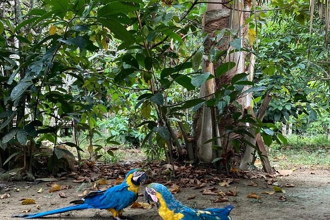 Adventure: 4-hour hike in the Amazon rainforest - From Manaus to the forest by canoe