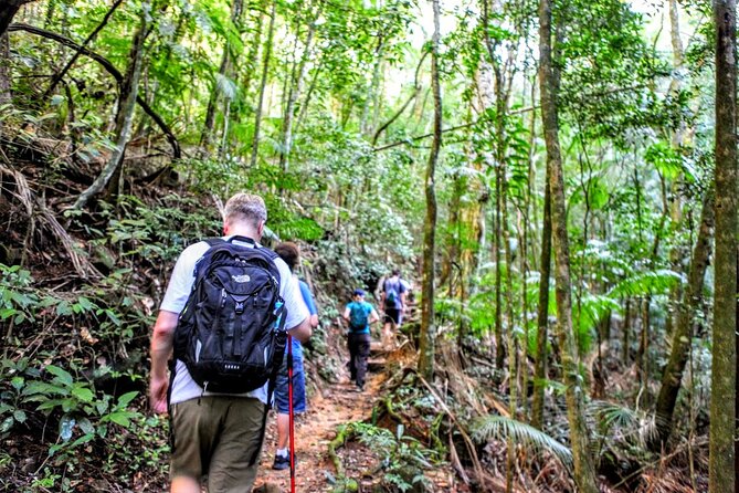 Adventure & History at Tijuca Forest (small group or private) - Why Tijuca Forest makes a good break from Rio