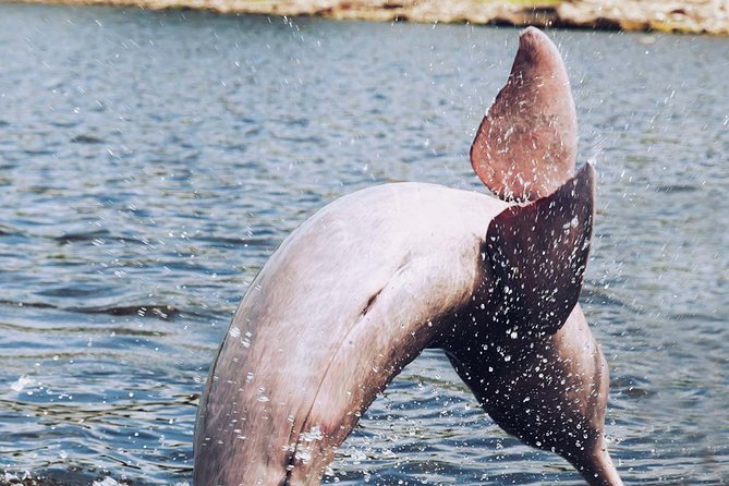 Amazon Experience: meet a native village and swim with porpoises - Key points to know before you book