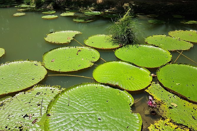Amazon Natural Museums Combo (INPA and MUSA) - Key things to know before booking