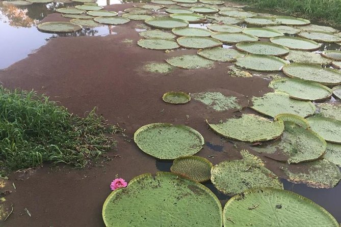 Amazon Private Safari by Tuhiri Eco Tour - Leaving Manaus - Pink dolphins at the floating platform