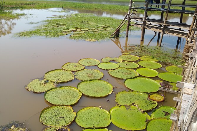 Amazon River Safari Boat Tour- Full Day Group Tour - Local buffet lunch and Amazonian flavors