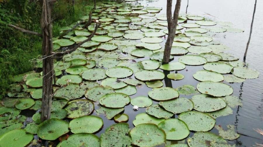 Amazon Safari® Manaus: Day trip on the Amazon River - Morning pickup and the wait at Manaus port