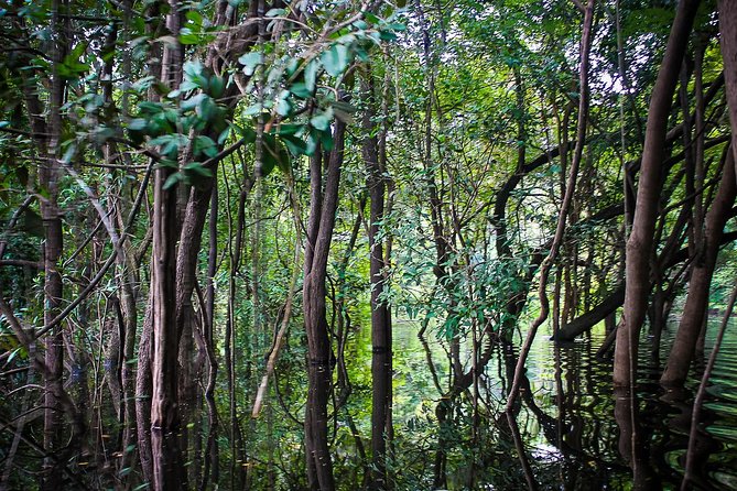 Amazon Survival Tour 4D/3N - Flooded forest by afternoon, caimans after dark