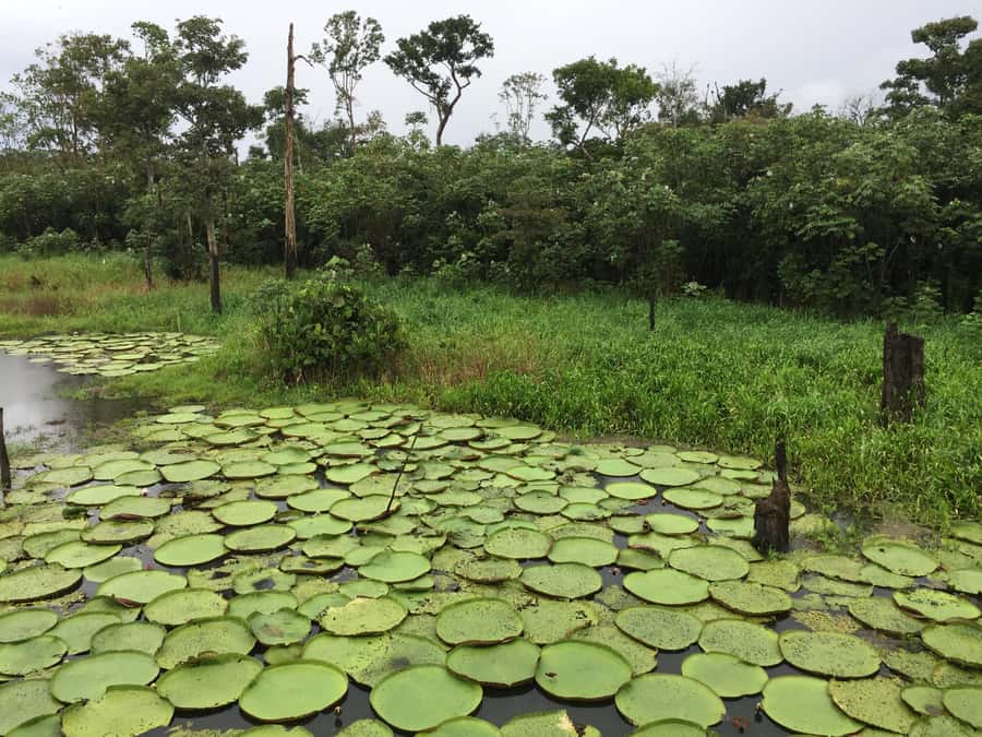 Amazonas: Boat Ride with a Local Amazonian - Who will enjoy this tour most