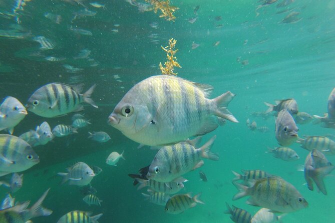Angra dos Reis with Speedboat Tour - From Rio de Janeiro - Why Angra dos Reis makes a good day trip from Rio