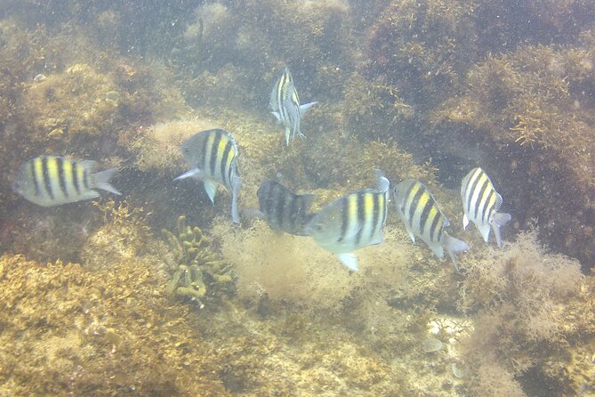 Aqua Aventura - diving for families - Finishing at Praia Da Miseria
