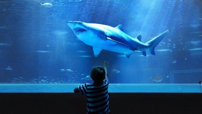 AquaRio and Biopark half-day tour - What makes this Rio half-day tour worth considering