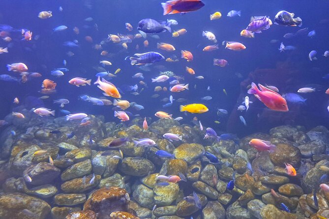AquaRio and Biopark half-day tour - A five-hour plan built around three very different stops
