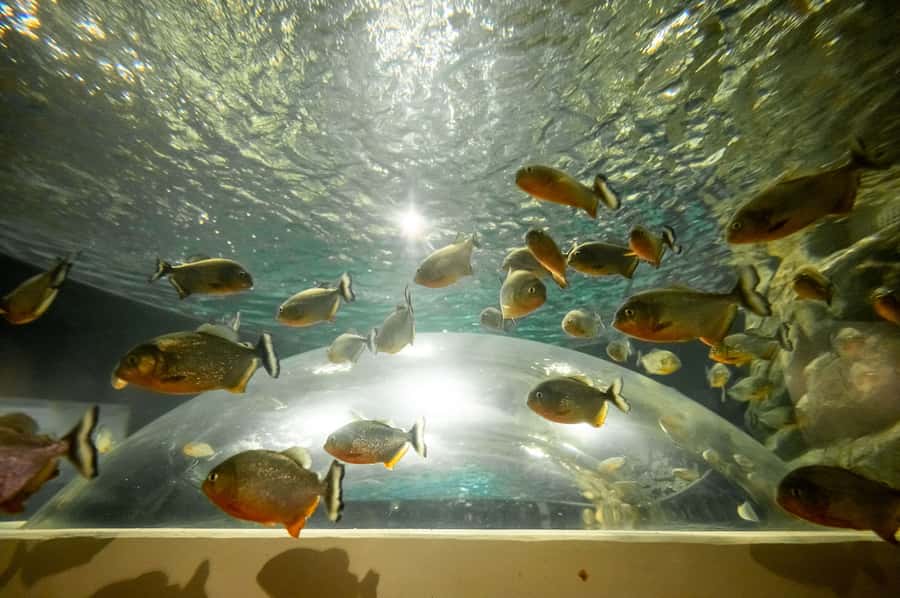 AquaRio and Olympic Boulevard Small Group Tour - Key points to know before booking