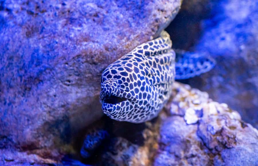 AquaRio and Olympic Boulevard Small Group Tour - Why pair an aquarium with Olympic Boulevard?