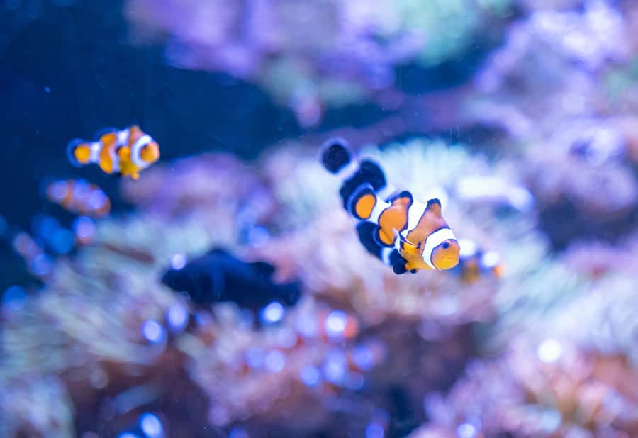 AquaRio and Olympic Boulevard Small Group Tour - Who will enjoy this tour most?