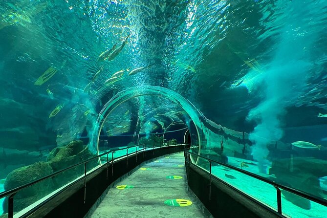 AquaRio Rio de Janeiro Tickets Only - What your AquaRio ticket actually includes