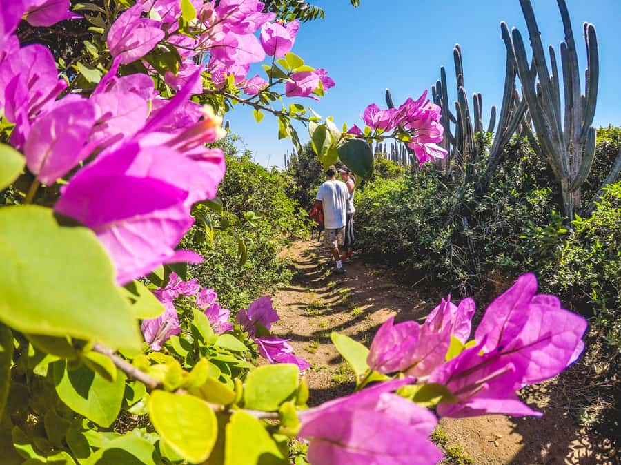 Armação dos Búzios: Walk Through the Natural Pools in Búzios - Starting at Costa do Sol State Park