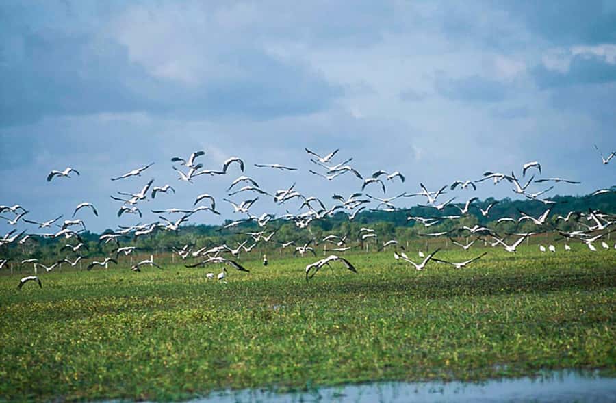 Belém: 2, 3 or 4-Day Marajó Island Excursion with Lodging - Comparing the 2-Day, 3-Day, and 4-Day Programs