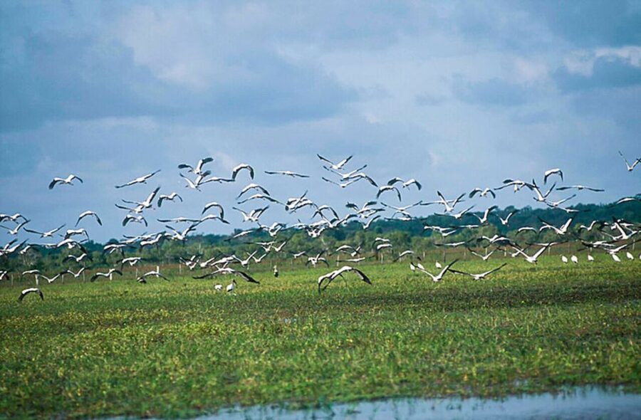 Belém: 2, 3 or 4-Day Marajó Island Excursion with Lodging - Lodging, Meals, and the Real Cost