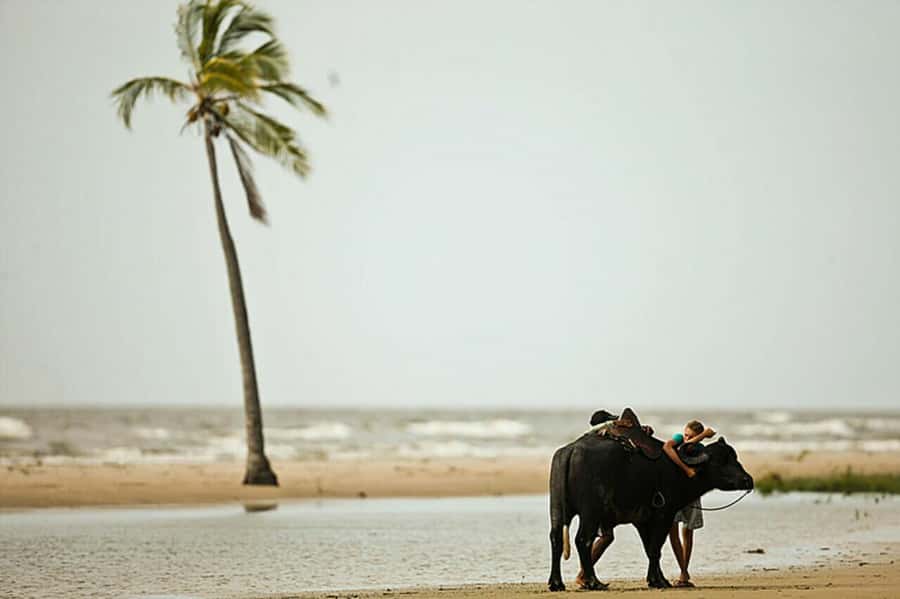 Belém: Marajó Island Day Trip with Buffalo Farm Visit - Key points to know before booking