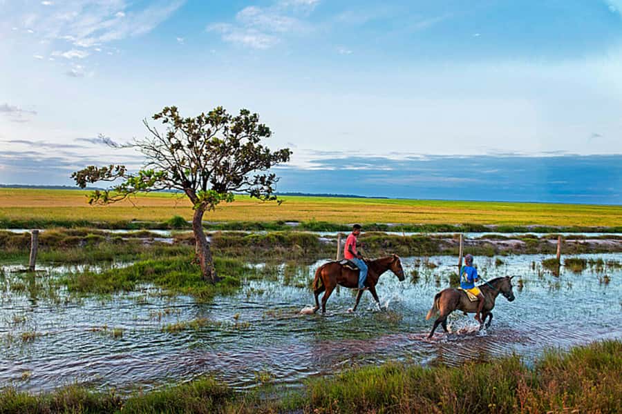 Belém: Marajó Island Day Trip with Buffalo Farm Visit - What the buffalo visit is really worth