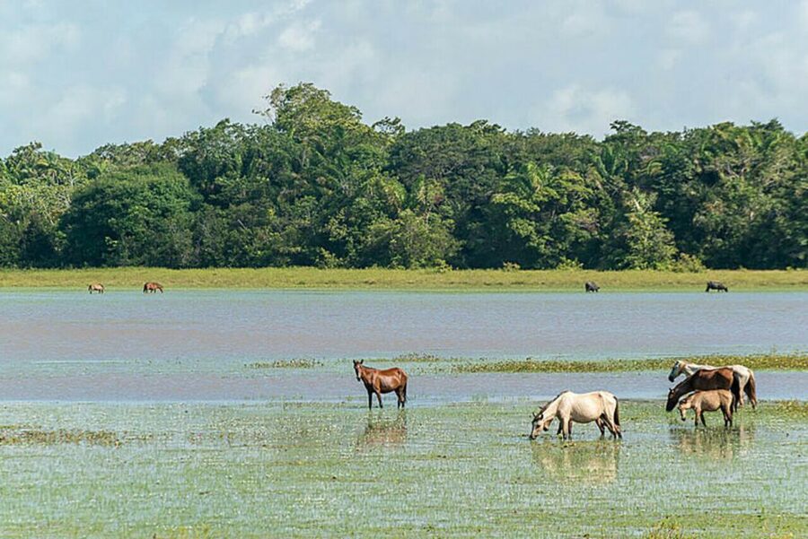 Belém: Marajó Island Day Trip with Buffalo Farm Visit - Guides and the value of the $160 cost