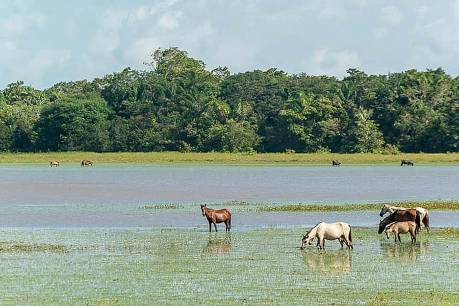 Belém: Marajó Island Day Trip with Buffalo Farm Visit - Who should book this Marajó day trip