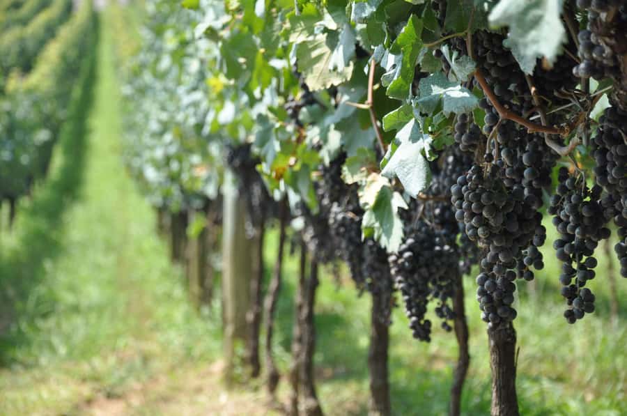 Bento: DayTour Privado Vale Vinhedos saindo de Porto Alegre - Three wineries, three different tastes