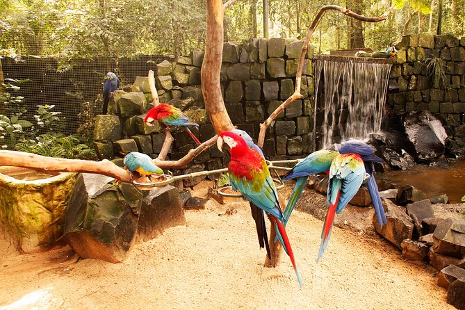 Bird Park General Admission Ticket and Tour - The 8-foot aviaries and their tropical residents