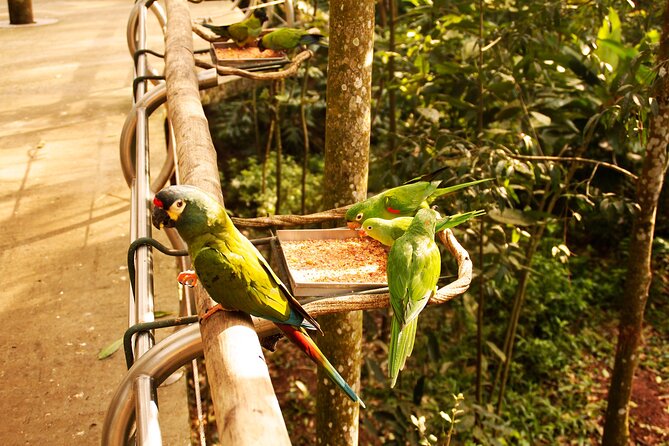 Bird Park General Admission Ticket and Tour - More than birds: butterflies, reptiles, and rescue work