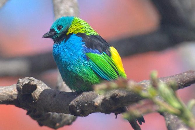 Birdwatching tour to Tijuca National Park with Pica-pau Tours - Leaving Rio for Alto da Boa Vista at 6:30 AM